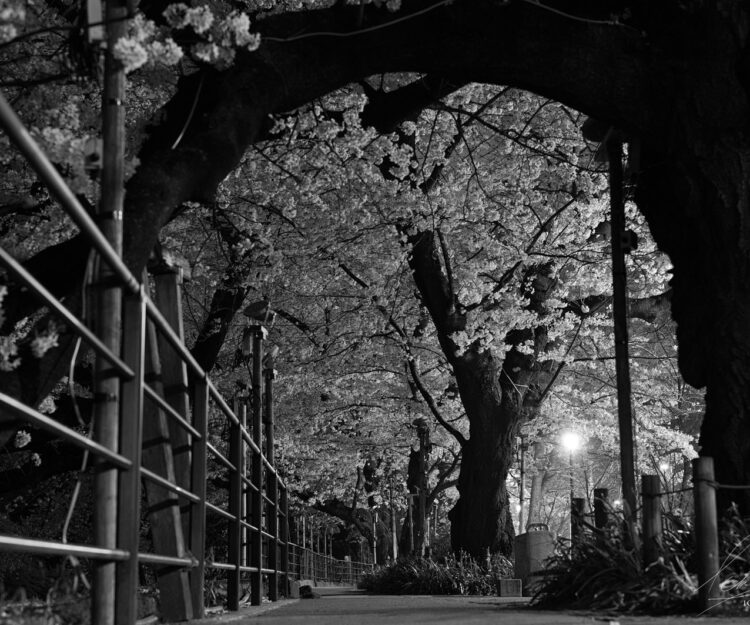 「超美品」 ライカ Leica Summaron 35mm f3.5 作例有り Leica Summaron 35mm f3.5 LTM 前期型 レビュー作例。レンズは