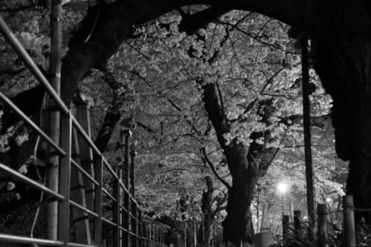 26184088247_b2f22d2c08_h-500x417